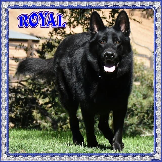 German Shepherd Dog Puppies media 7