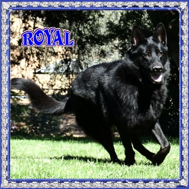 German Shepherd Dog Puppies media 6