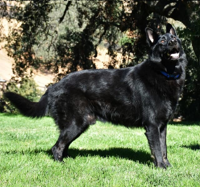German Shepherd Dog Puppies media 10