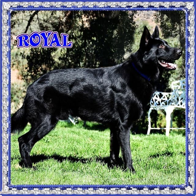 German Shepherd Dog Puppies media 11
