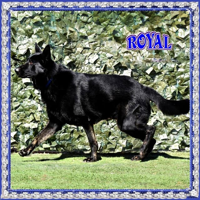 German Shepherd Dog Puppies media 12
