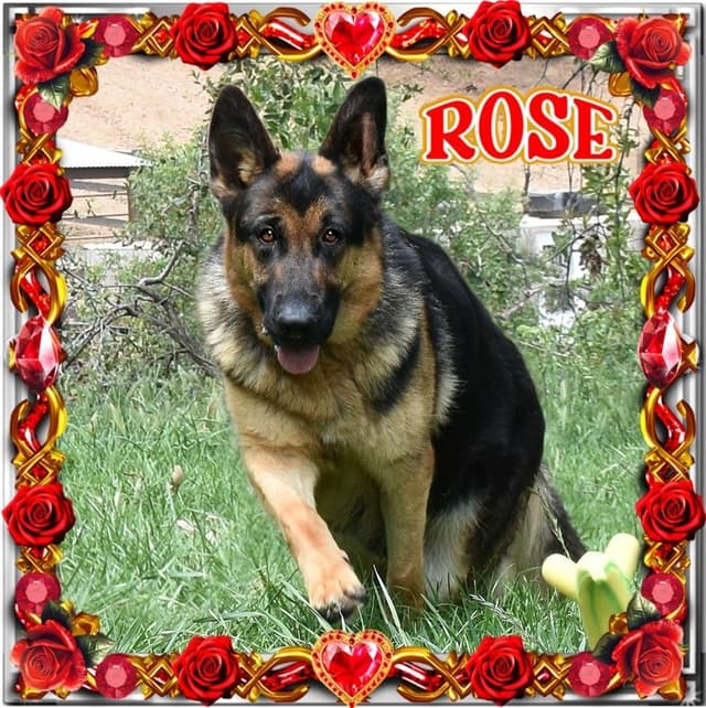 German Shepherd Dog Puppies media 13