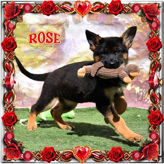 German Shepherd Dog Puppies media 14