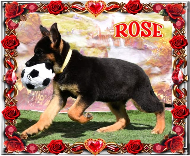 German Shepherd Dog Puppies media 15