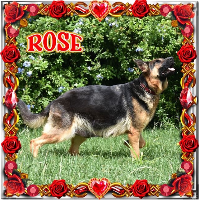 German Shepherd Dog Puppies media 17
