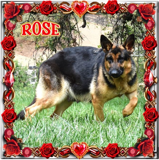 German Shepherd Dog Puppies media 18