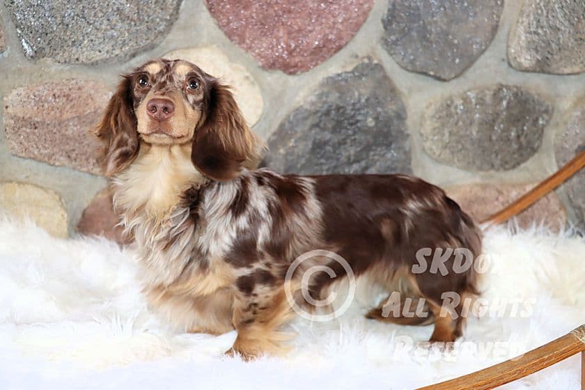 RUSS. & INT CH Dachshund Puppies breeder image 17