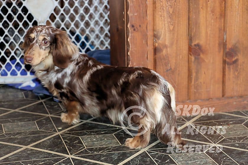 RUSS. & INT CH Dachshund Puppies breeder image 18