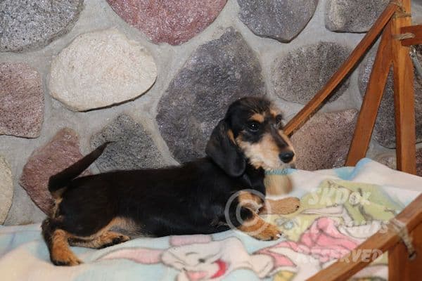 RUSS. & INT CH Dachshund Puppies breeder image 19