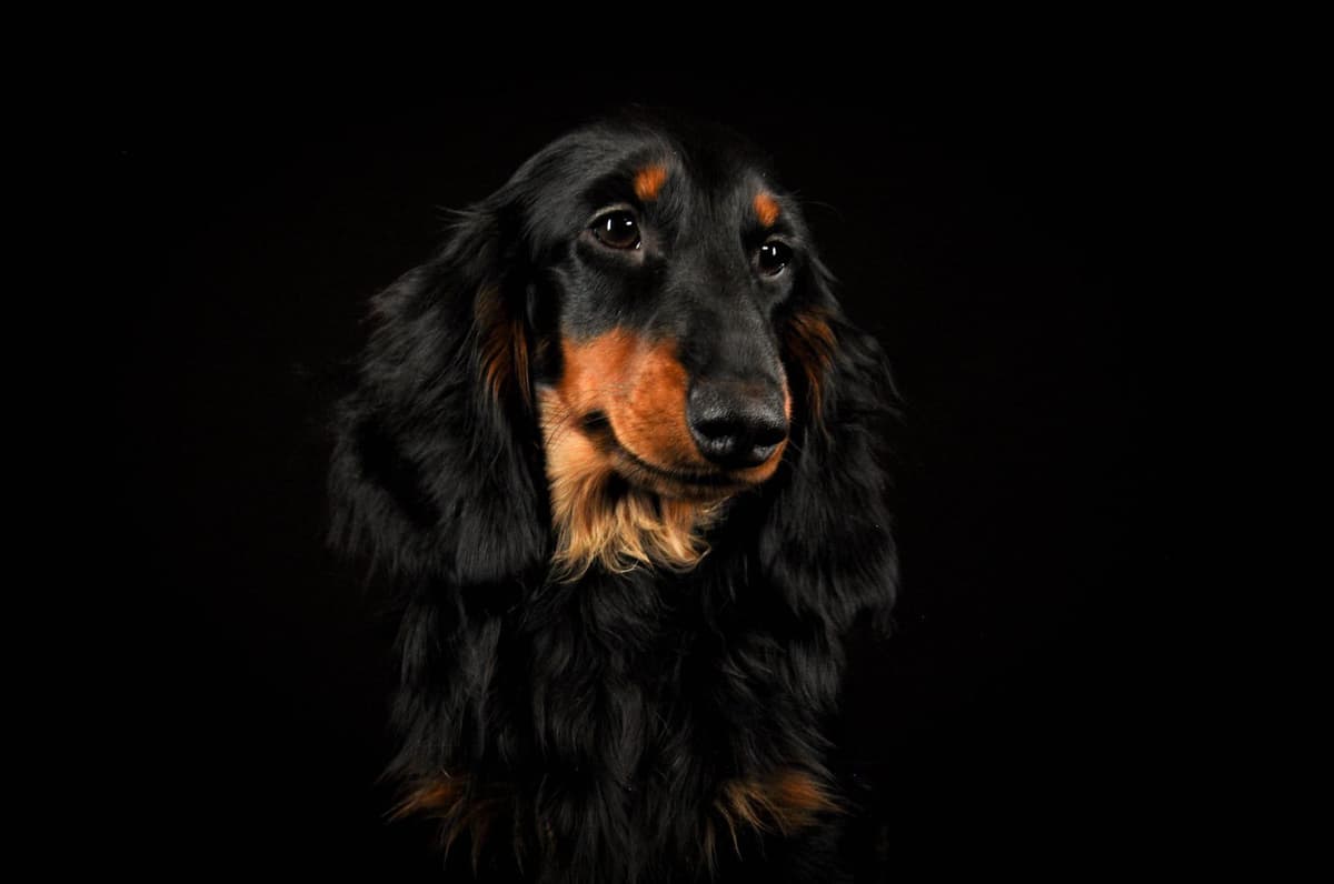 RUSS. & INT CH Dachshund Puppies breeder image 20