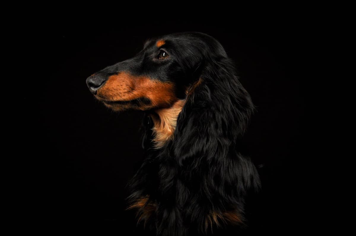 RUSS. & INT CH Dachshund Puppies breeder image 21