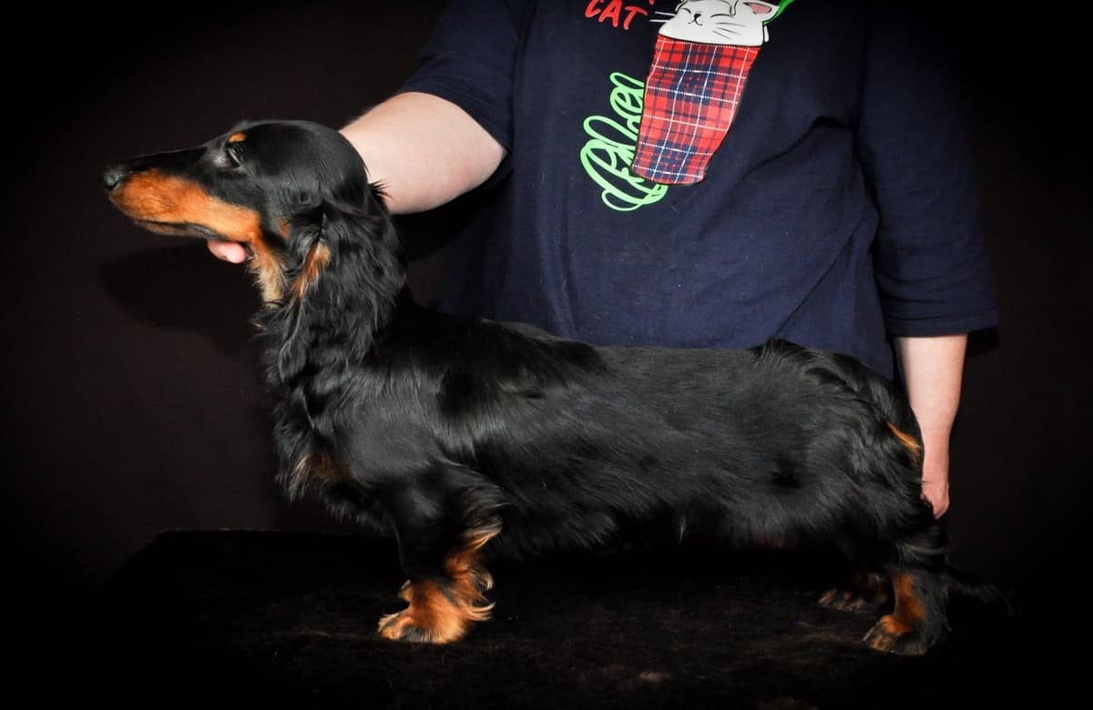 RUSS. & INT CH Dachshund Puppies breeder image 22