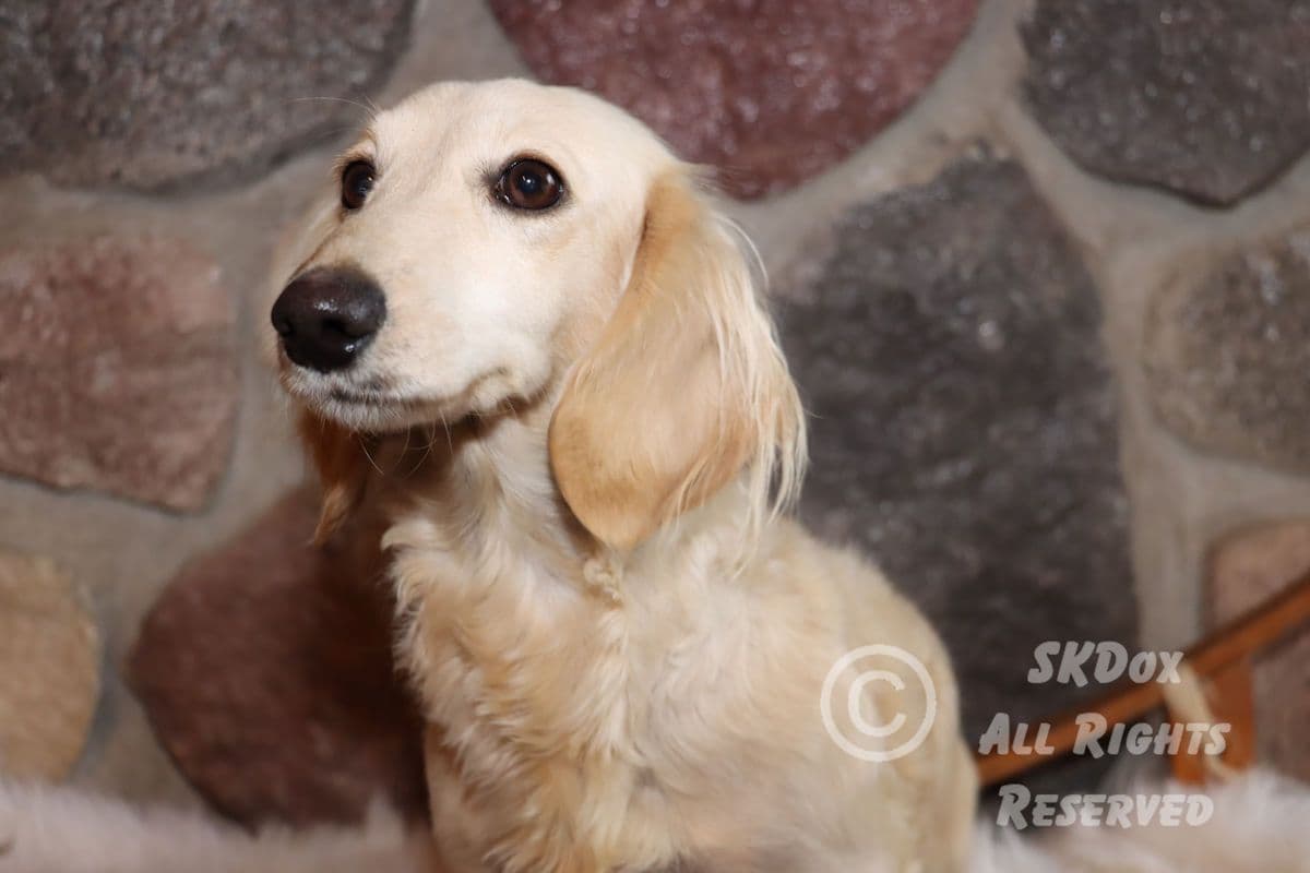 RUSS. & INT CH Dachshund Puppies breeder image 23
