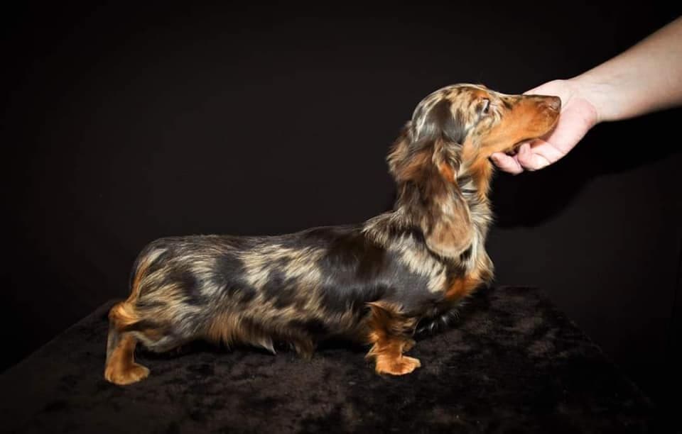 RUSS. & INT CH Dachshund Puppies breeder image 24