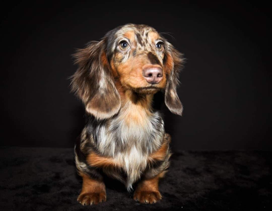 RUSS. & INT CH Dachshund Puppies breeder image 25