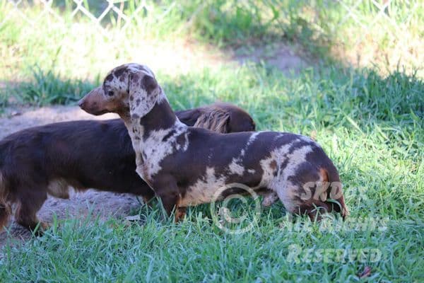 RUSS. & INT CH Dachshund Puppies breeder image 26