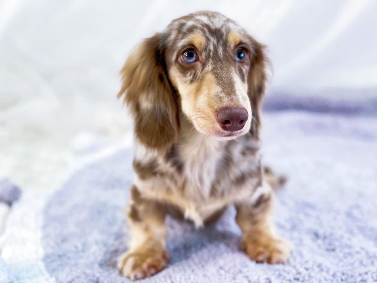 RUSS. & INT CH Dachshund Puppies breeder image 29