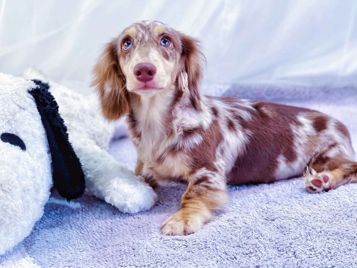RUSS. & INT CH Dachshund Puppies breeder image 30