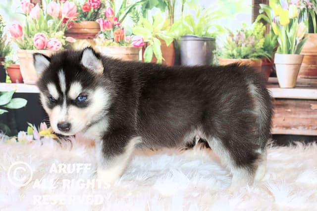 Siberian Husky Puppies- Health Tested media 3