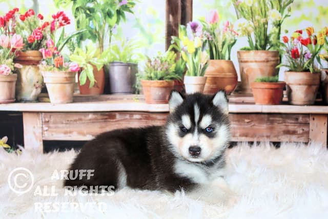 Siberian Husky Puppies- Health Tested media 4