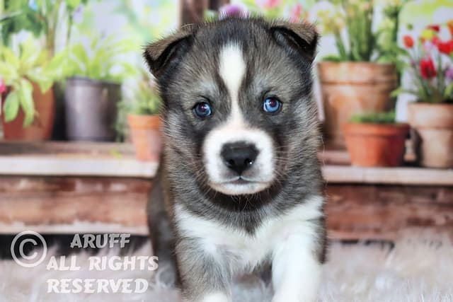 Siberian Husky Puppies- Health Tested media 5