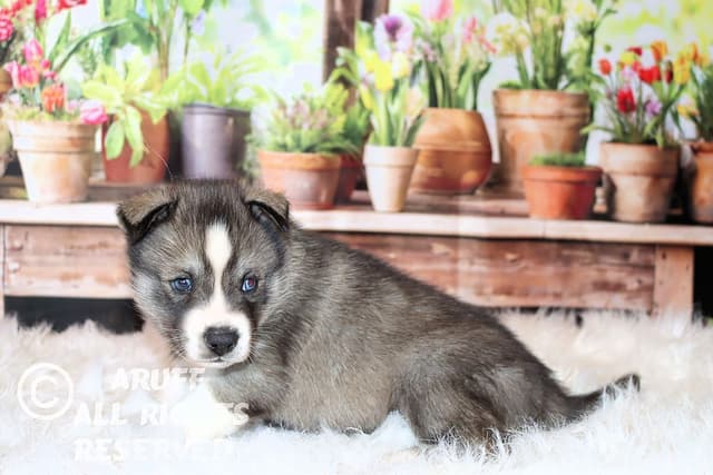 Siberian Husky Puppies- Health Tested media 7