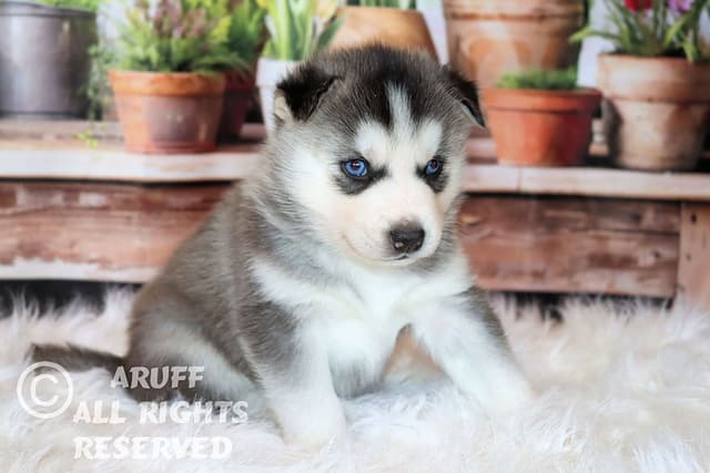 Siberian Husky Puppies- Health Tested media 8