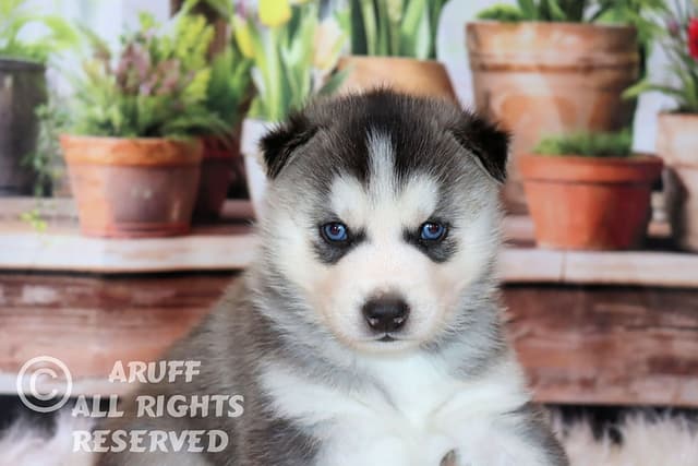 Siberian Husky Puppies- Health Tested media 9