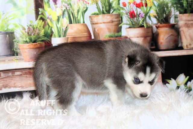 Siberian Husky Puppies- Health Tested media 10