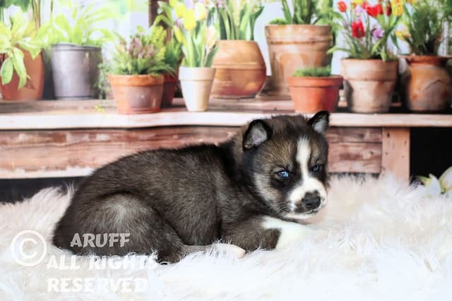 Siberian Husky Puppies- Health Tested media 11