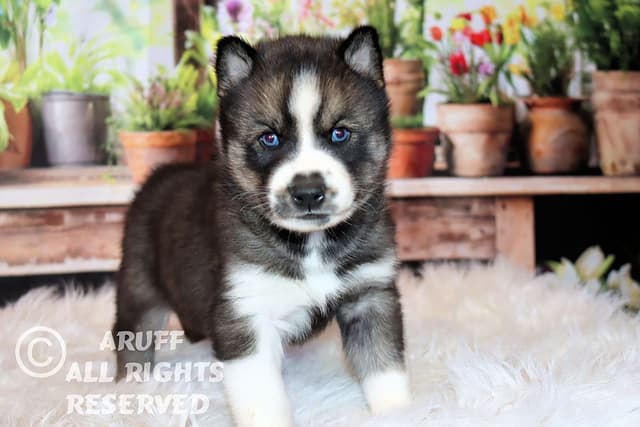 Siberian Husky Puppies- Health Tested media 12