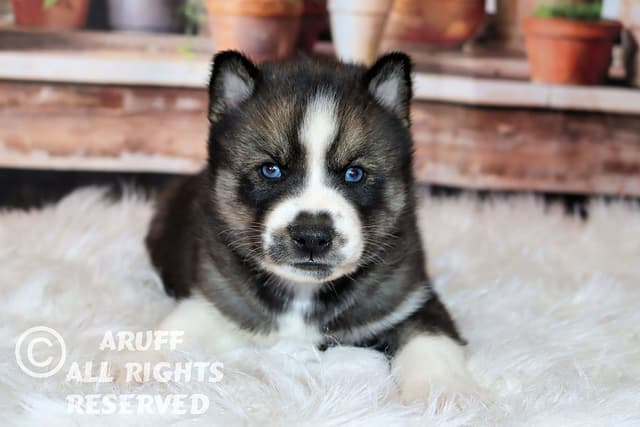 Siberian Husky Puppies- Health Tested media 13