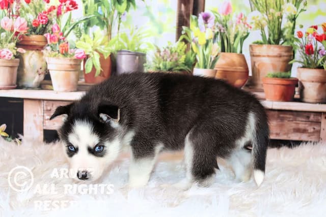 Siberian Husky Puppies- Health Tested media 14
