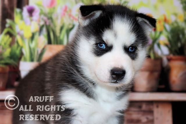 Siberian Husky Puppies- Health Tested media 16