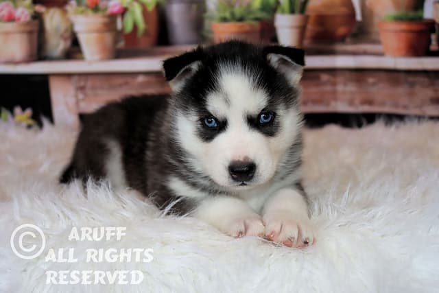 Siberian Husky Puppies- Health Tested media 15
