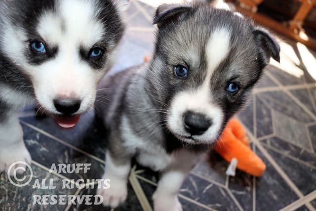 Siberian Husky Puppies- Health Tested media 17