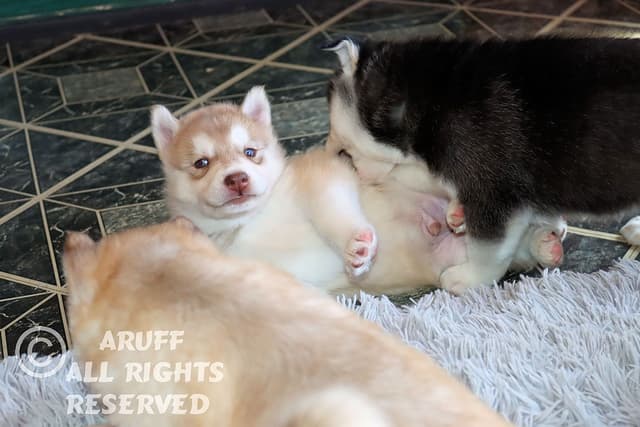 Siberian Husky Puppies- Health Tested media 18