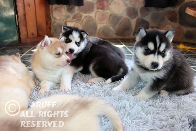 Siberian Husky Puppies- Health Tested media 19