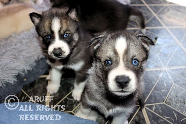 Siberian Husky Puppies- Health Tested media 20