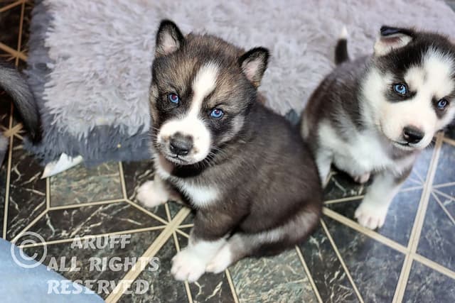 Siberian Husky Puppies- Health Tested media 22