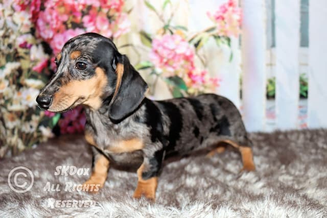 RUSS. & INT CH Dachshund Puppies media 2