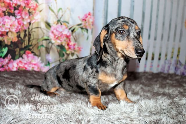 RUSS. & INT CH Dachshund Puppies media 4