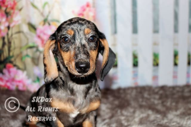 RUSS. & INT CH Dachshund Puppies media 3