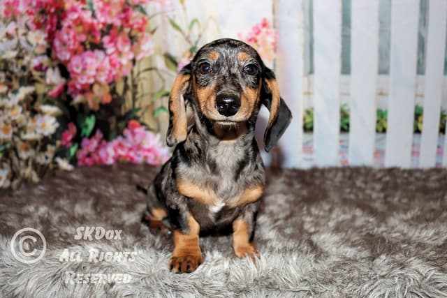 RUSS. & INT CH Dachshund Puppies media 5