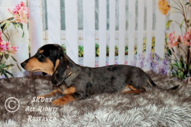 RUSS. & INT CH Dachshund Puppies media 6