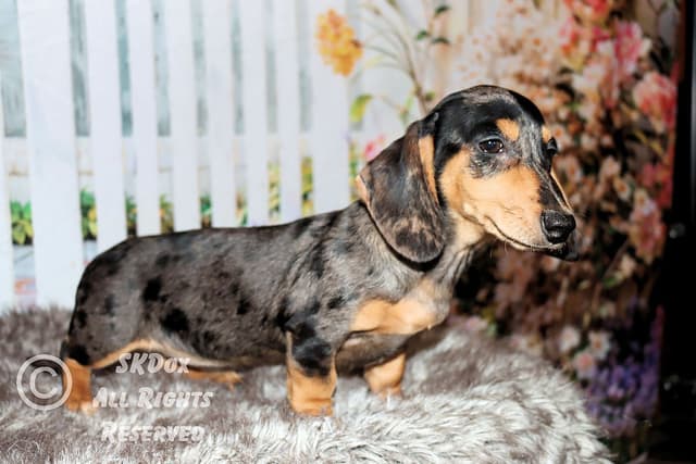 RUSS. & INT CH Dachshund Puppies media 7