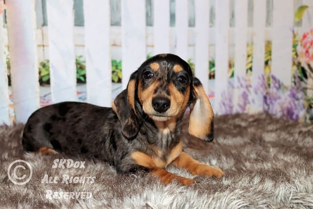 RUSS. & INT CH Dachshund Puppies media 9