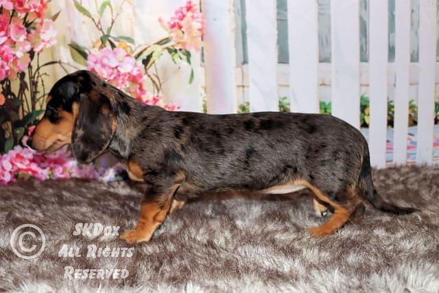 RUSS. & INT CH Dachshund Puppies media 10