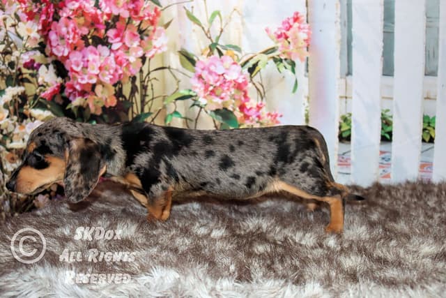 RUSS. & INT CH Dachshund Puppies media 11