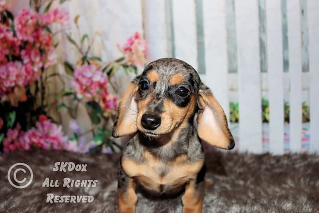 RUSS. & INT CH Dachshund Puppies media 12